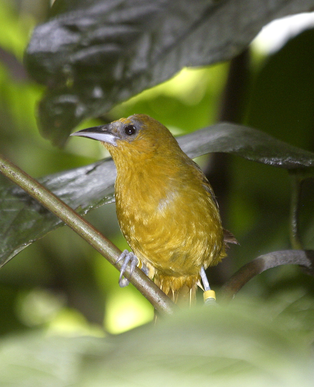 Female Montserrat Oriole in olive-yellow plumage perched among rainforest foliage, with a research leg band