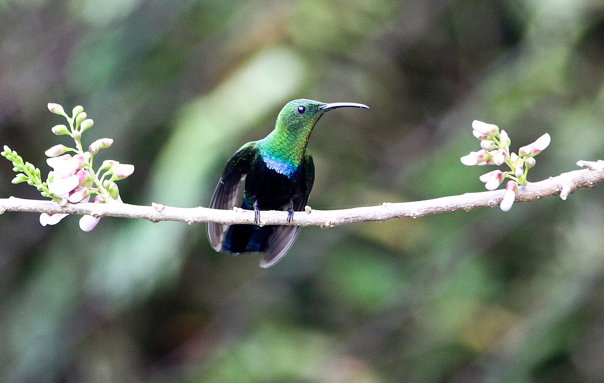 Male Green-throated Carib hummingbird perched on a slim branch between two pink flower clusters, iridescent green throat and blue chest patch catching the light