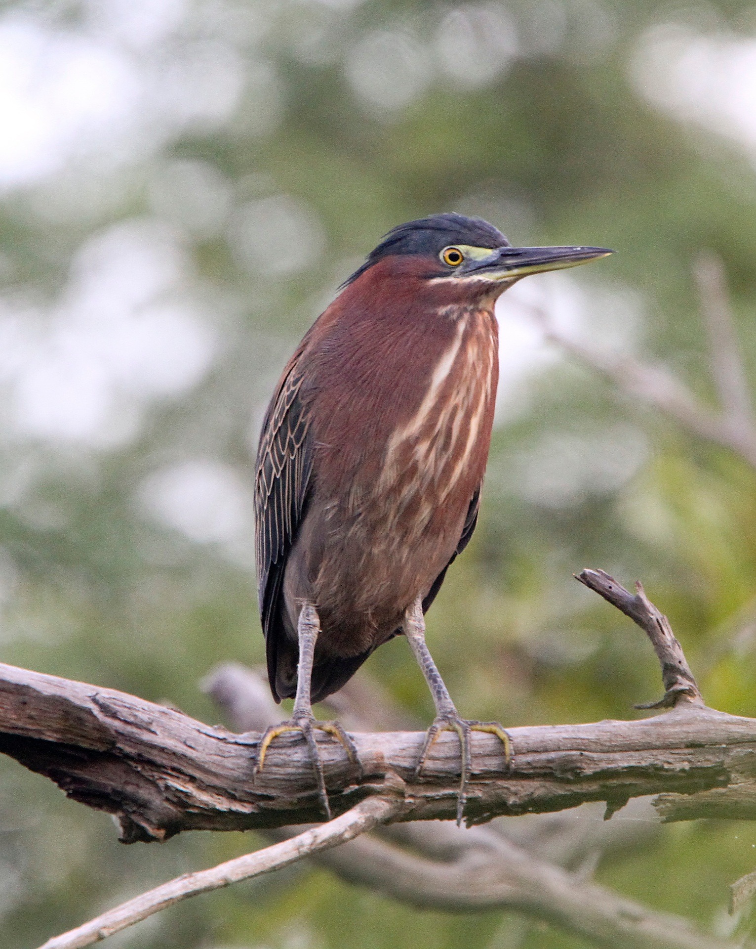 Green Heron standing on a weathered branch, dark cap, chestnut neck, yellow eye