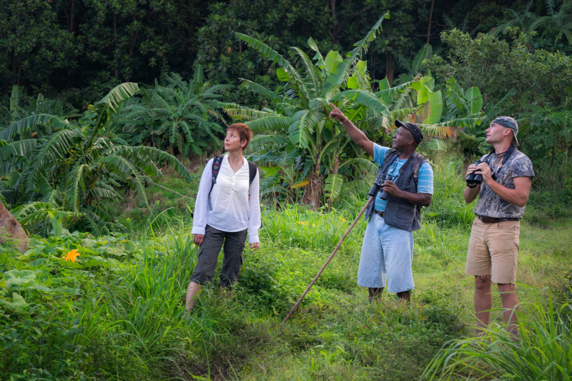 Scriber pointing out a bird to two guests in the rainforest