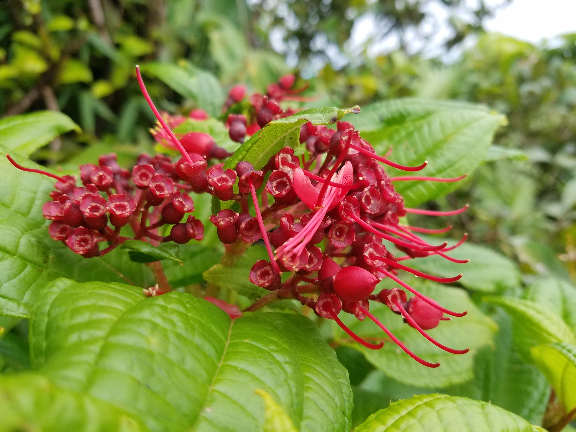 Cluster of red rainforest flowers with long curving stamens