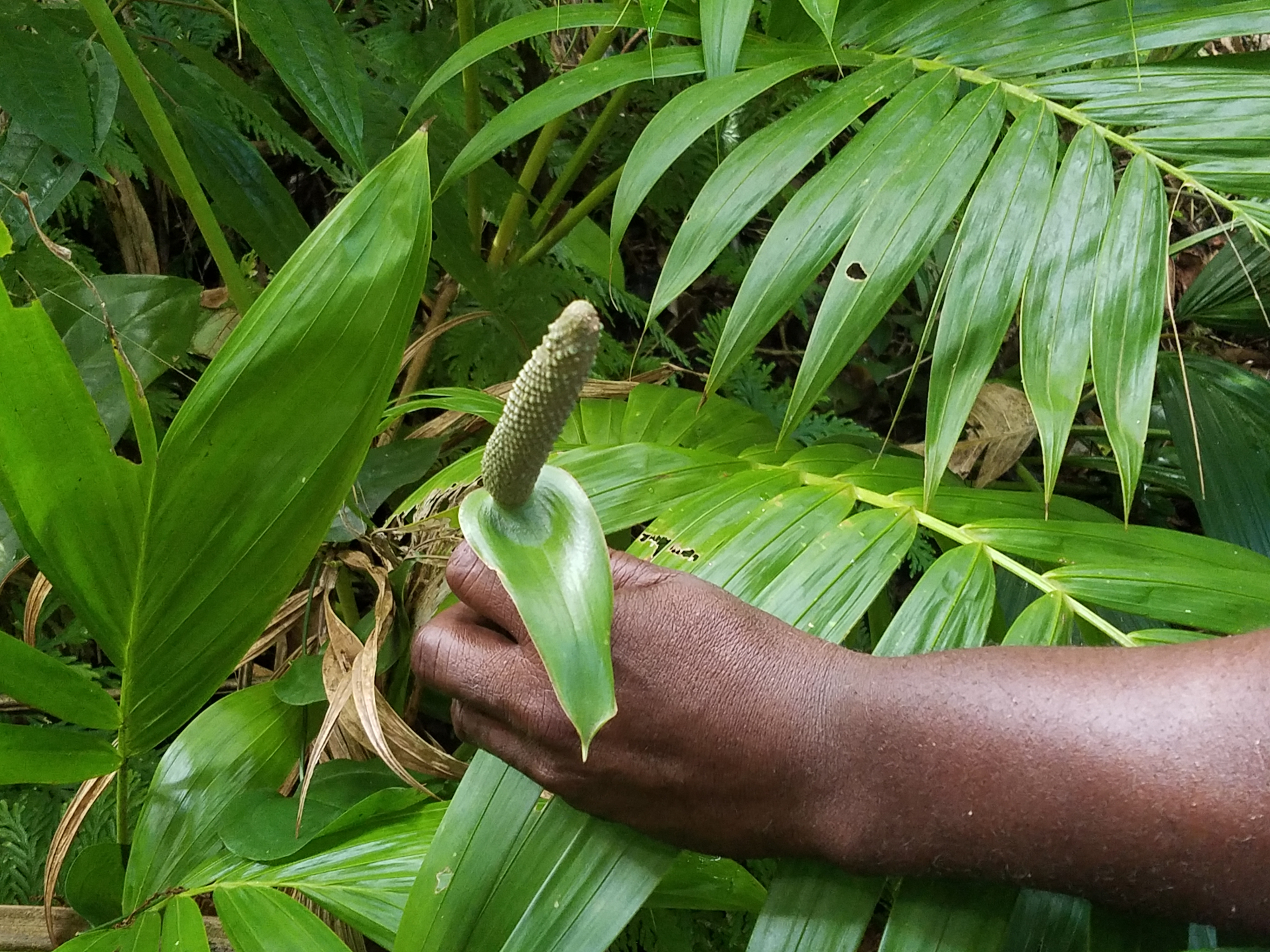 Hand holding an anthurium flower in full bloom in the cloud forest