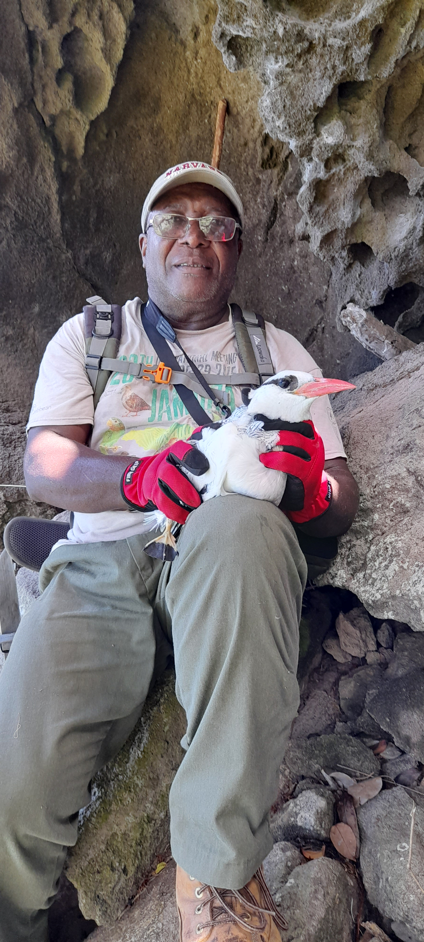 Scriber cradling a Red-billed Tropicbird during a seabird nest survey