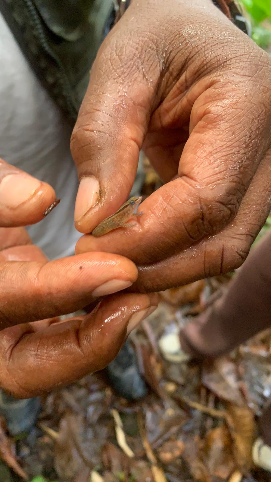 Tiny dwarf gecko perched on Scriber's fingertip