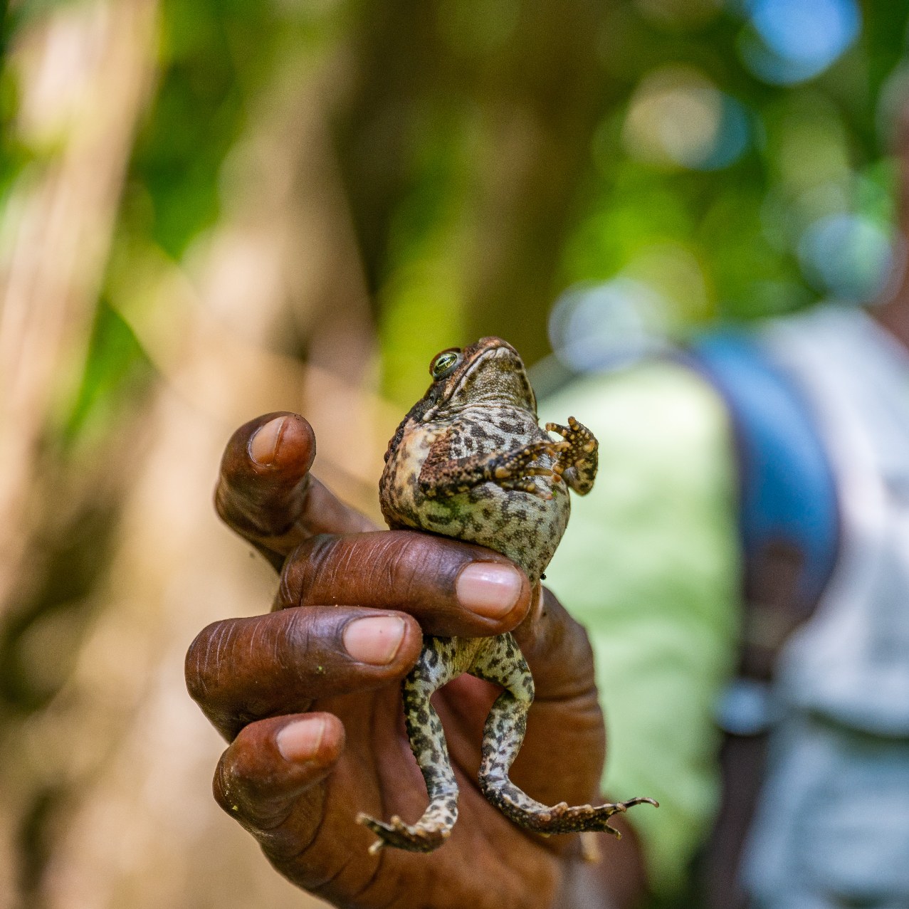 Scriber holding a mountain chicken-style toad in the rainforest