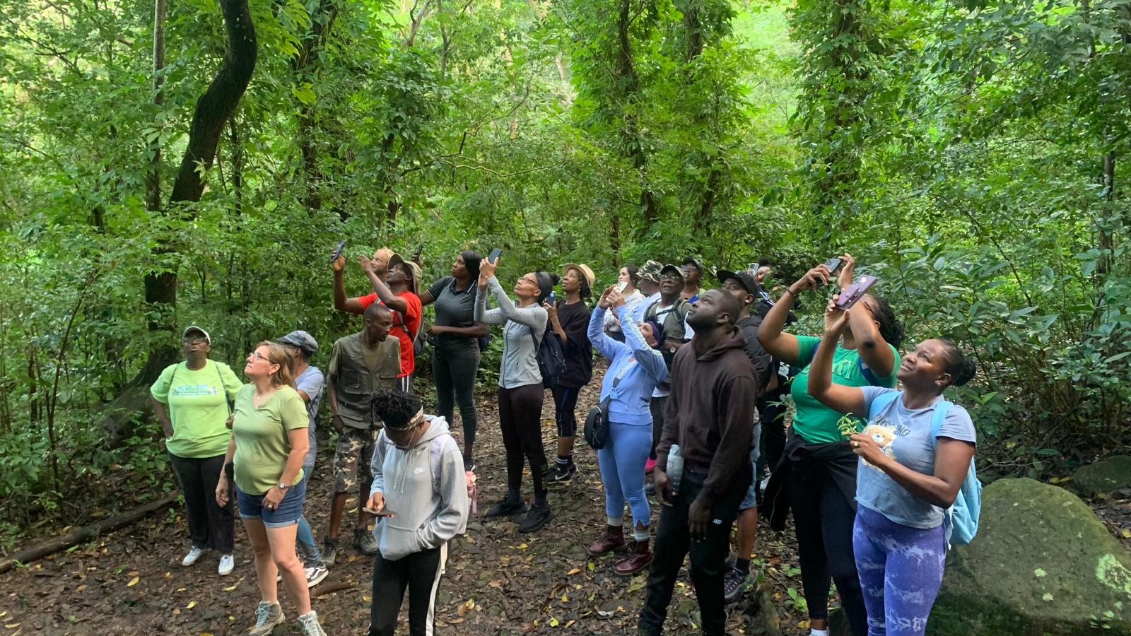 Group birdwatching up into the rainforest canopy