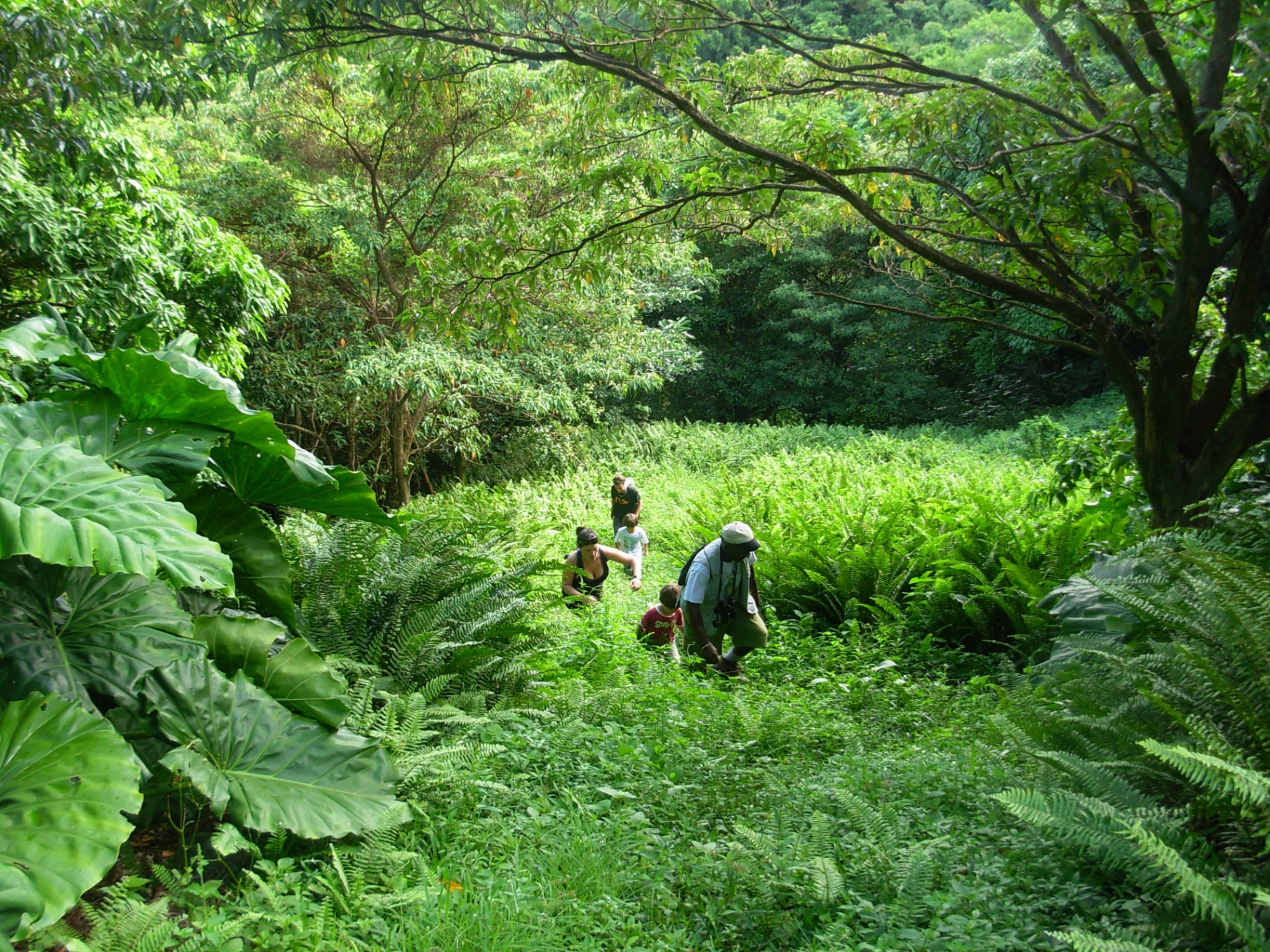 Family hiking through tall ferns on the Oriole Walkway trail