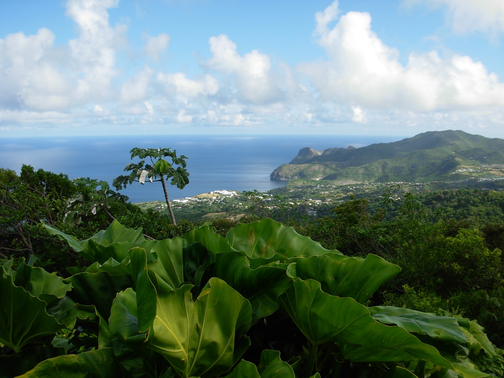 Sweeping view over the bay and headlands from the Oriole Walkway, framed by giant elephant-ear leaves