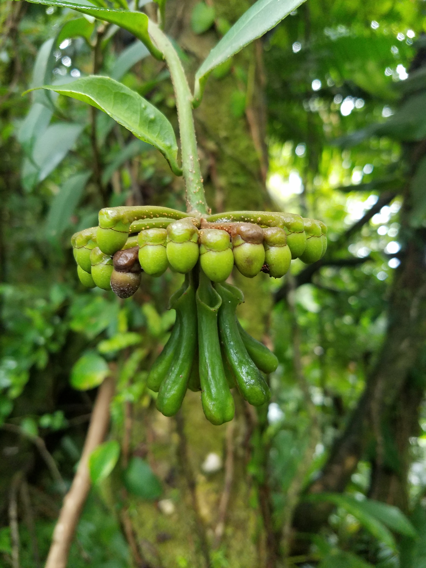 Hanging green flower and fruit cluster of an umbrella tree