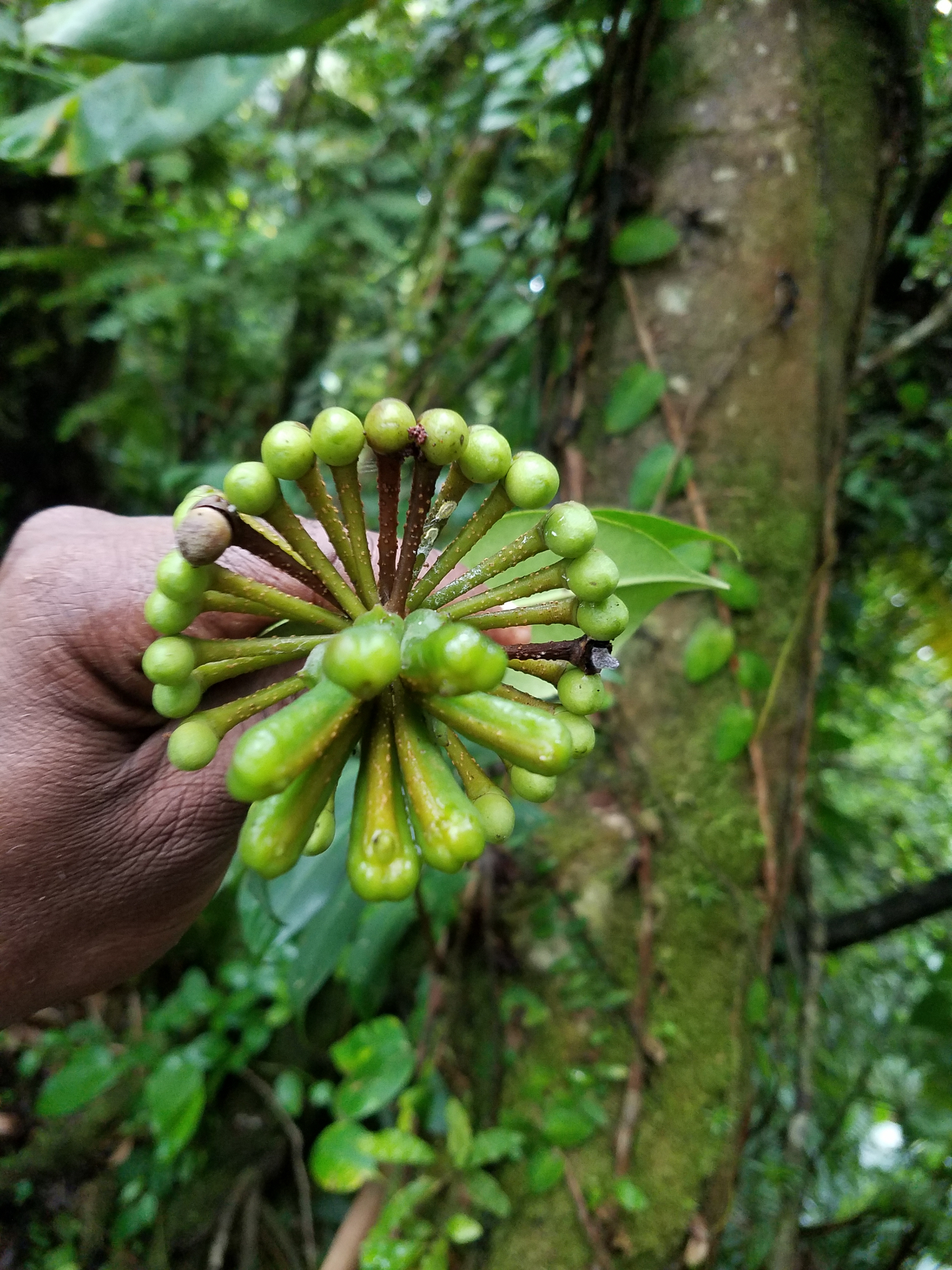 Green umbel of an umbrella tree held in hand in the rainforest
